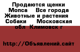 Продаются щенки Мопса. - Все города Животные и растения » Собаки   . Московская обл.,Климовск г.